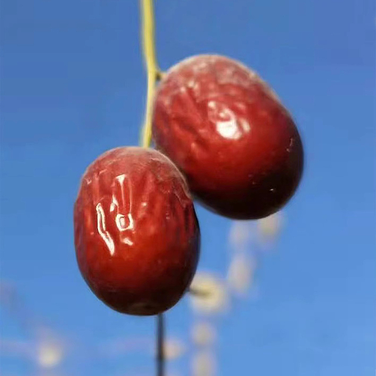 sams-exclusive-vihan-pitted-grey-dates-2kg-5