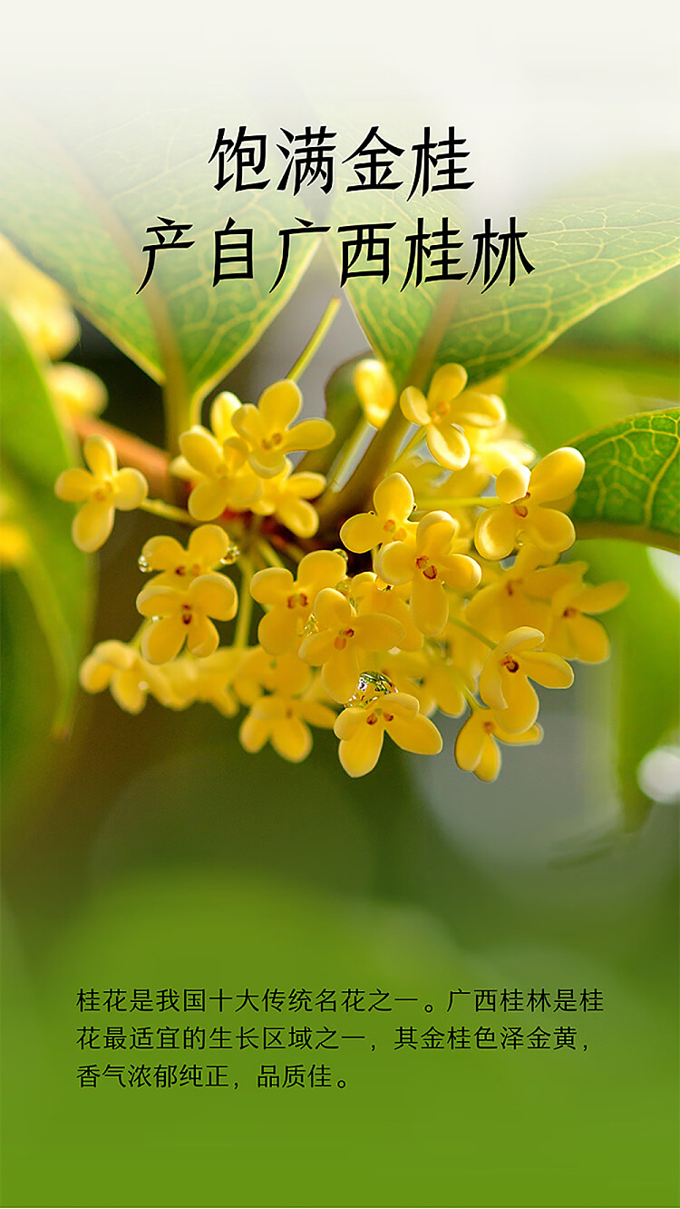 nescos-tea-golden-laurel-longjing-tea-500ml15-bottles-case-6