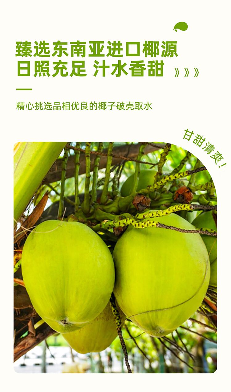 coconut-valley-coconut-water-small-fat-bottle-245ml10-bottles-2