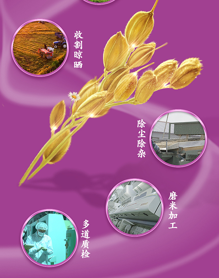 october-paddy-fragrant-rice-5kg-12