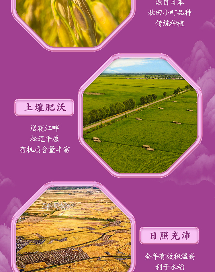 october-paddy-fragrant-rice-5kg-7