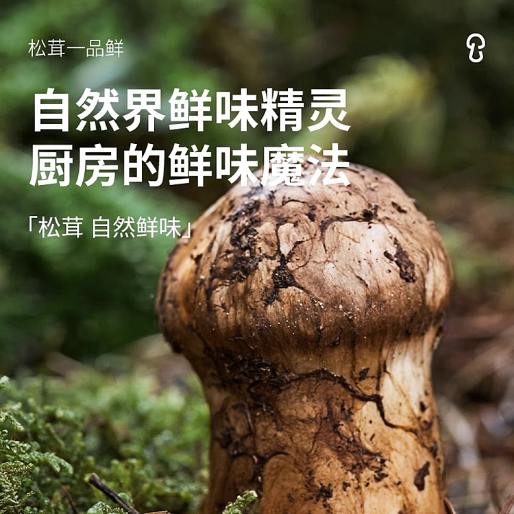 matsutake-fresh-matsutake-mushroom-one-piece-soy-sauce-580g-4