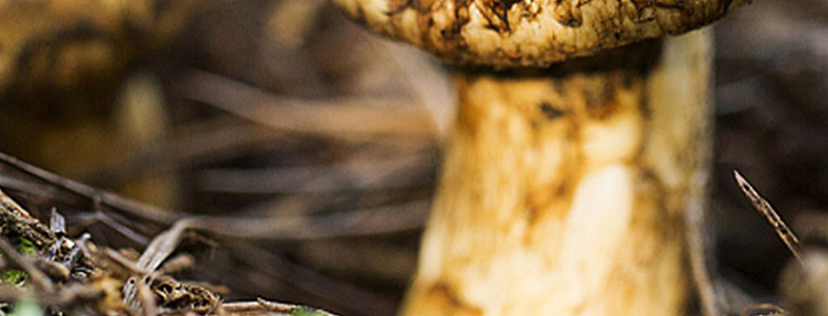 pine-fresh-matsutake-seasoning-100g-4