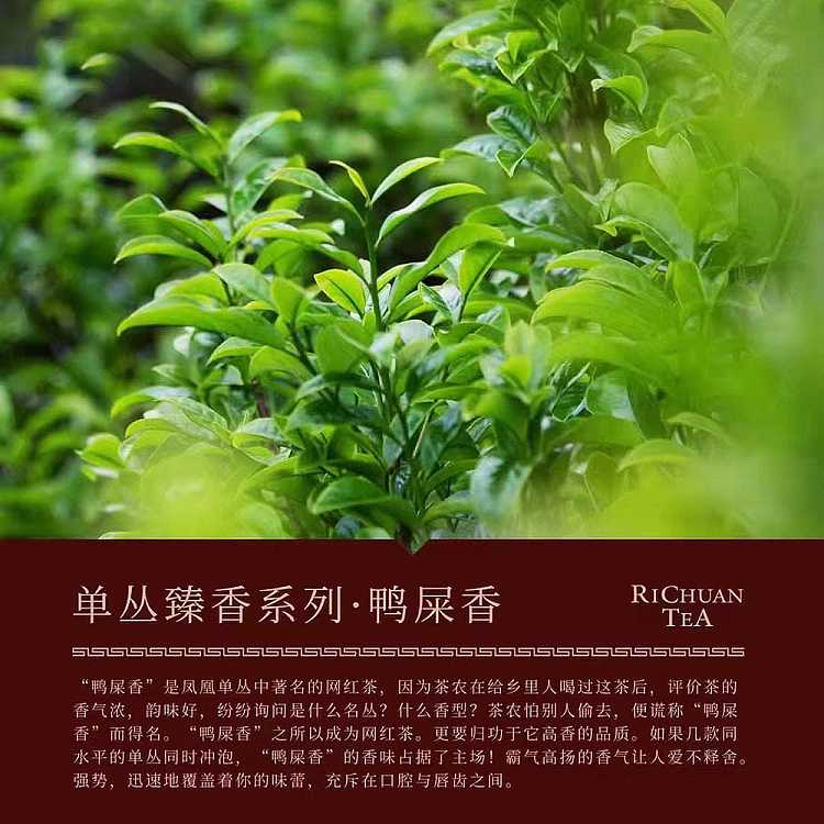 tea-sharing-rijiang-fenghuang-dancong-duck-shit-fragrance-125g-2