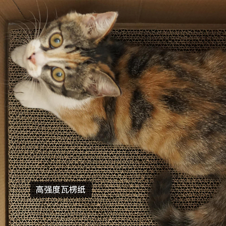 purroom-new-cat-scratcher-box-chicken-patterns-3