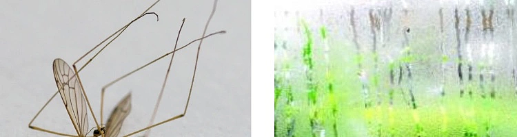 netease-guanyi-xiang-natural-mugwort-thread-incense-200g-63
