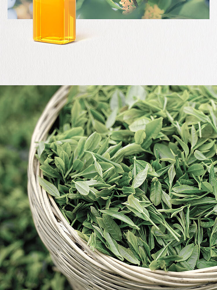 fruit-ripe-golden-laurel-oolong-tea-osmanthus-flavor-500ml-6