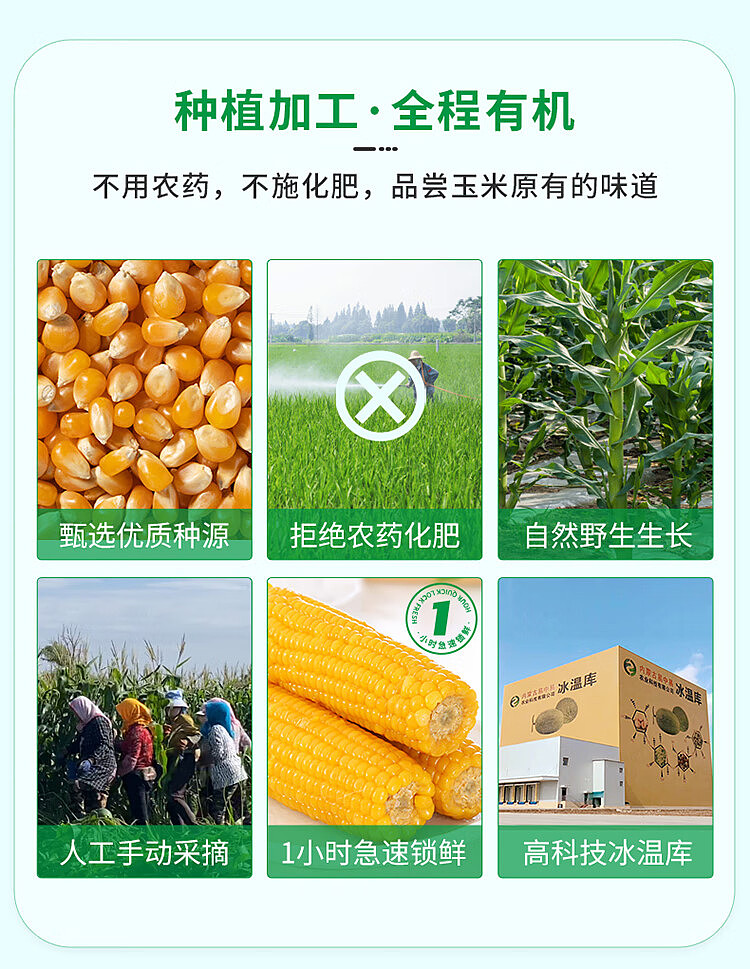 autumn-taste-corn-white-sticky-black-sticky-yellow-sticky-flower-sticky-randomly-sent-10pcs-4