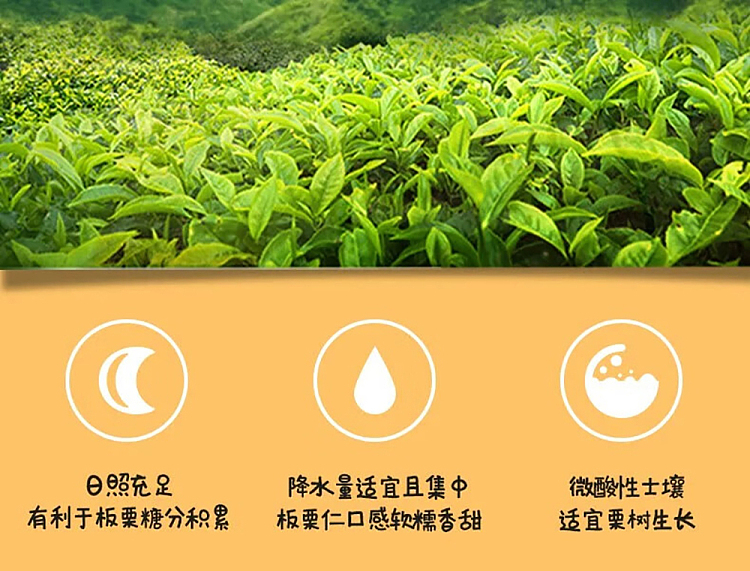 xi-cinnamon-oil-chestnut-kernel-honey-flavor-158g-5