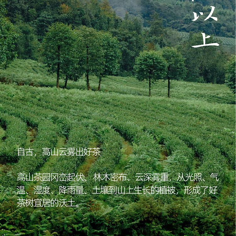 jean-tea-alpine-flower-tea-jasmine-oolong-tea-500ml-5