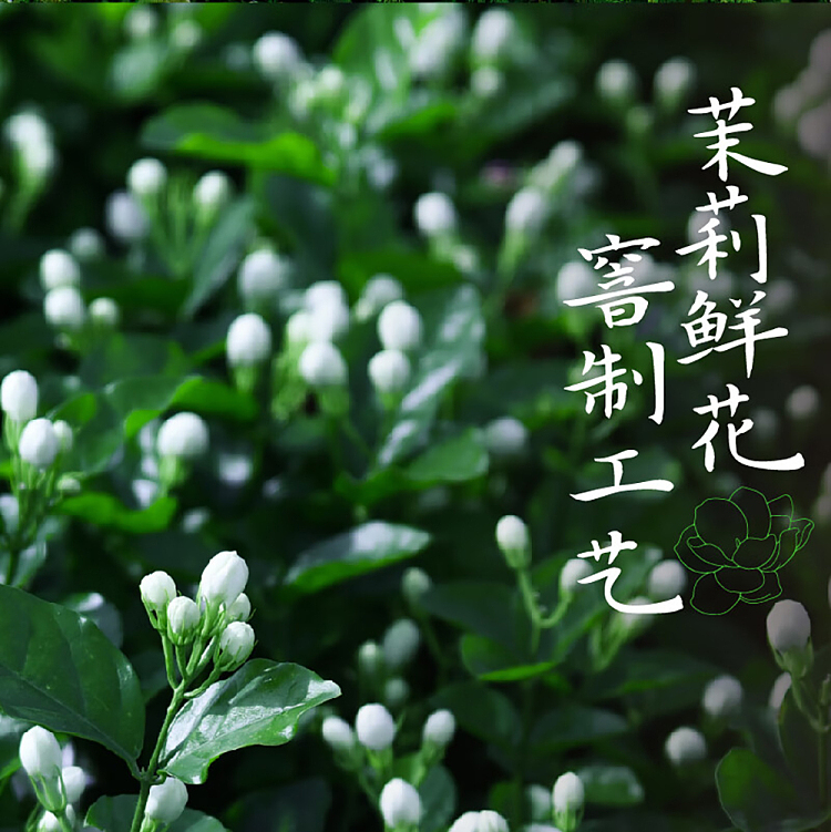 jean-tea-alpine-flower-tea-jasmine-oolong-tea-500ml-6