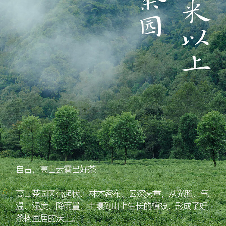 whole-case-jean-tea-alpine-flower-tea-osmanthus-oolong-tea-500ml15-bottles-5