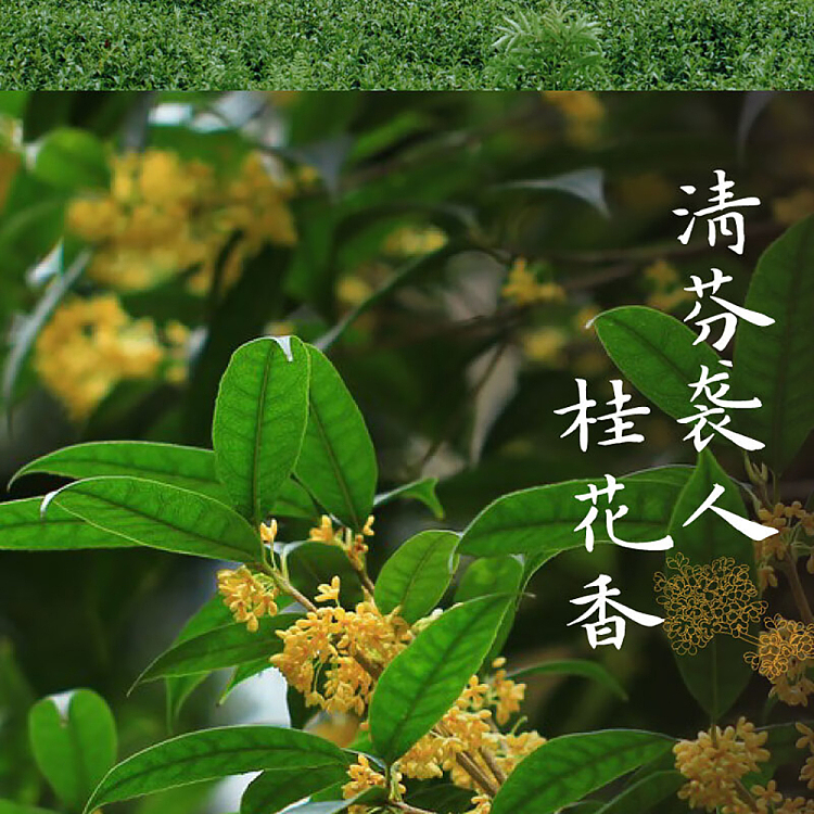 whole-case-jean-tea-alpine-flower-tea-osmanthus-oolong-tea-500ml15-bottles-6