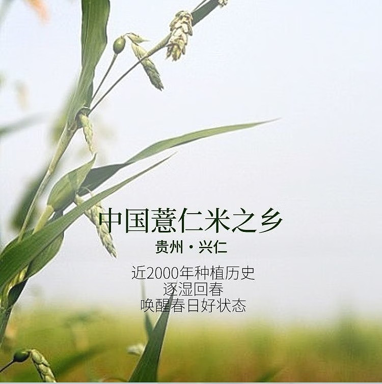 cocoa-manju-chinese-tea-drink-jobs-tears-gardenia-green-tea-500ml-5