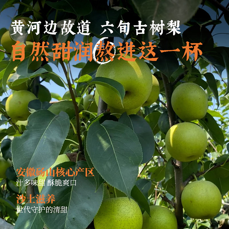 cocoa-manju-chinese-tea-drink-loquat-snow-pear-water-500ml-5