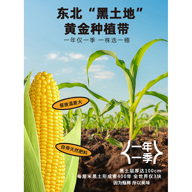 flower-hortense-sweet-corn-200g-4