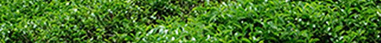 chari-tea-drinks-gardenia-jasmine-white-tea-500ml-7