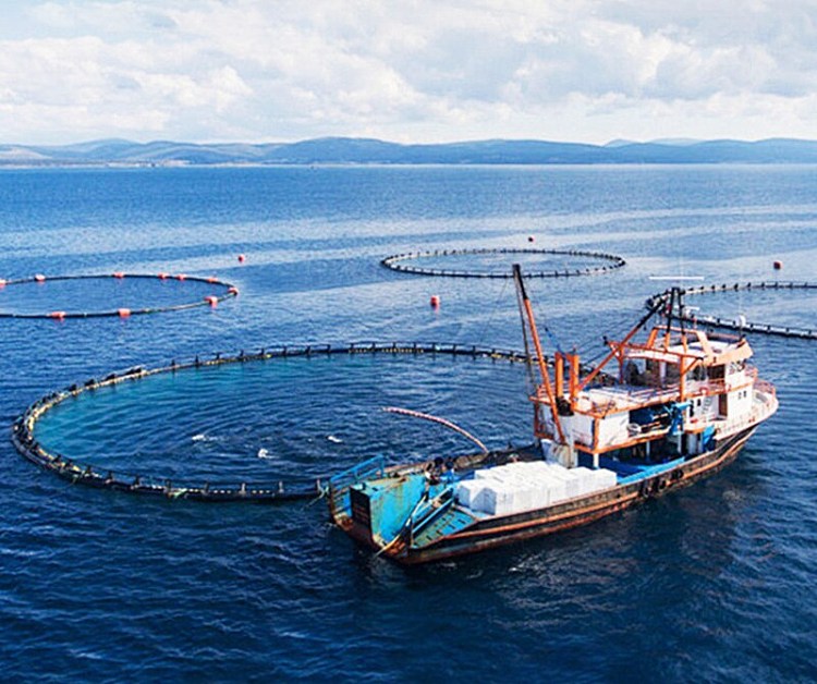three-bridge-six-coin-wharf-crispy-fish-cracker-52g-2