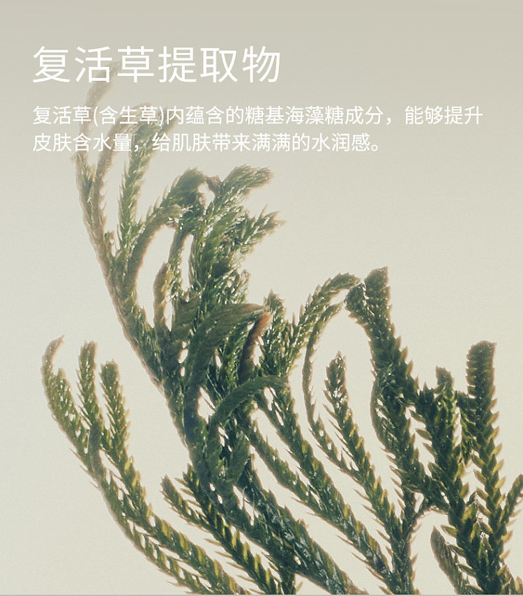abib-resurrection-plant-soothing-and-calming-elasticity-serum-50ml-4