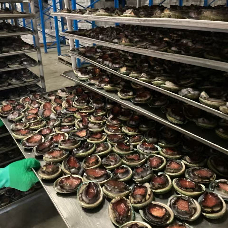 frozen-tas-custom-frozen-black-gold-abalone-8-10-heads-latest-production-date-about-1kg-1