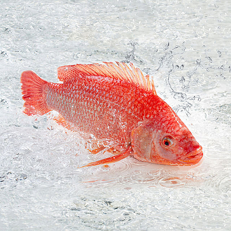 frozenwhole-local-wild-red-standing-fish-saddletailsnapper-not-cleaned-about-600-800g-1