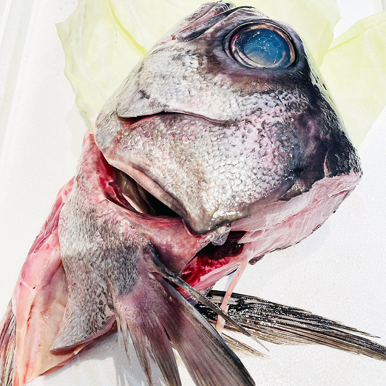 frozenchengji-soup-holy-wild-blue-eye-grouper-head-a-about-500g-1