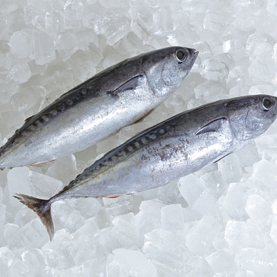 【冻】野生整条金枪鱼 Frigate Tuna 约1kg