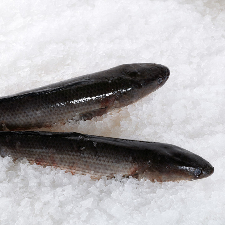 frozen-whole-blackfish-snakeheadfish-about-1-12kg-1
