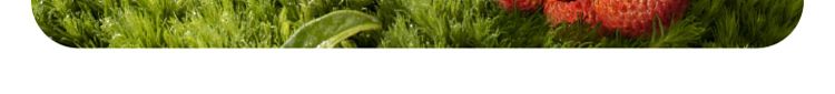 nescos-tea-lychee-black-tea-low-sugar-450mlx2-12