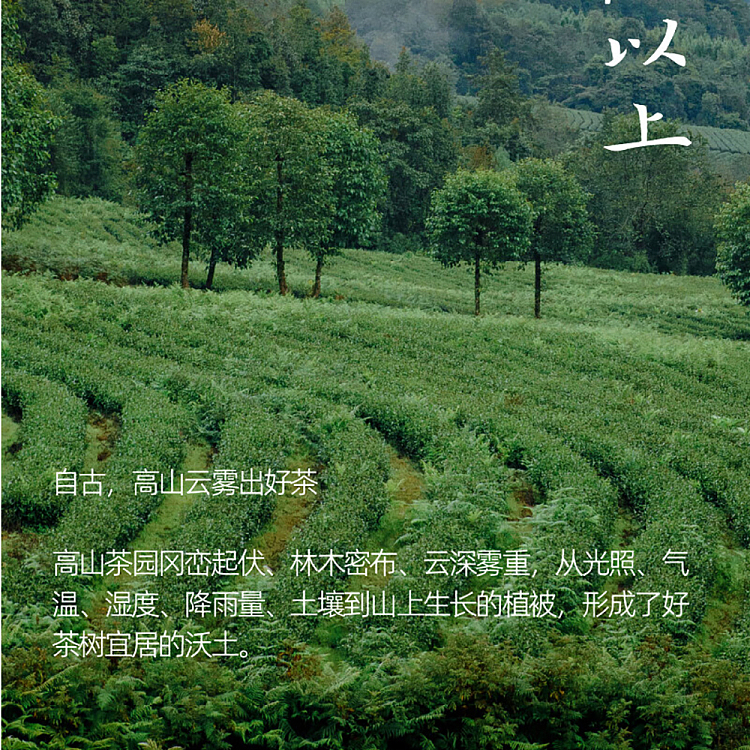 jean-tea-alpine-flower-tea-bamboo-scent-oolong-tea-500mlx2-6