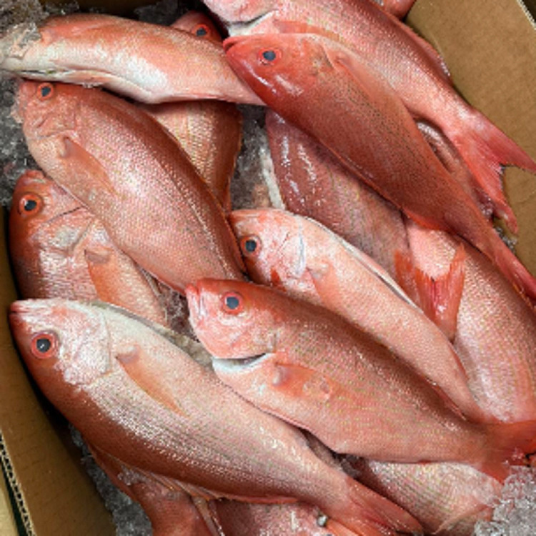 frozenwhole-local-wild-red-lepomis-saddletailsnapper2-pcs-not-cleaned-about-750-950g-2