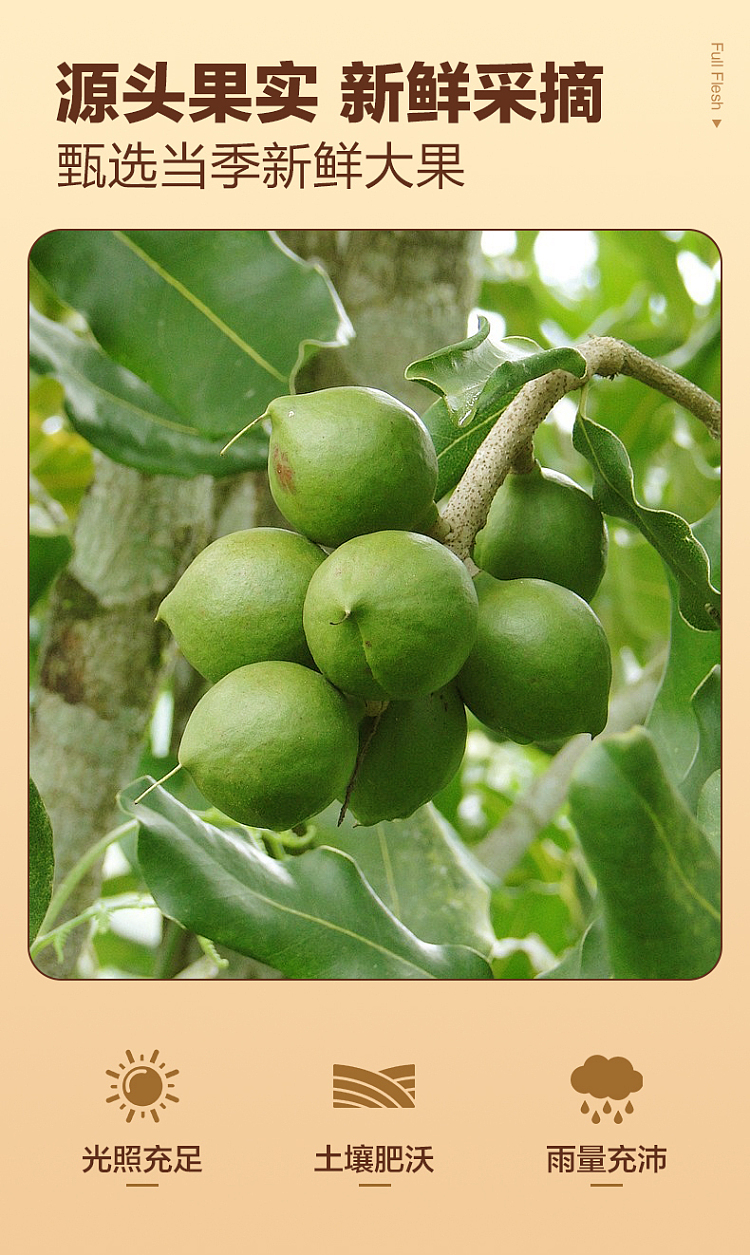 sihong-macadamia-nut-creamy-500g-2