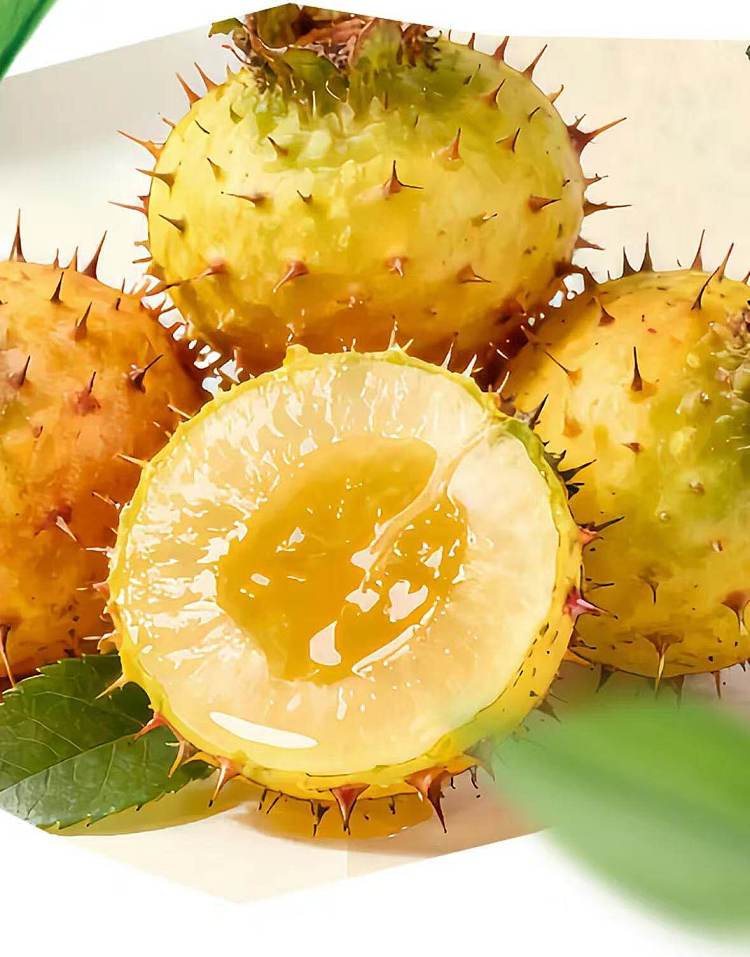 box-horse-mountain-wild-spring-prickly-pear-complex-juice-drink-260ml-3