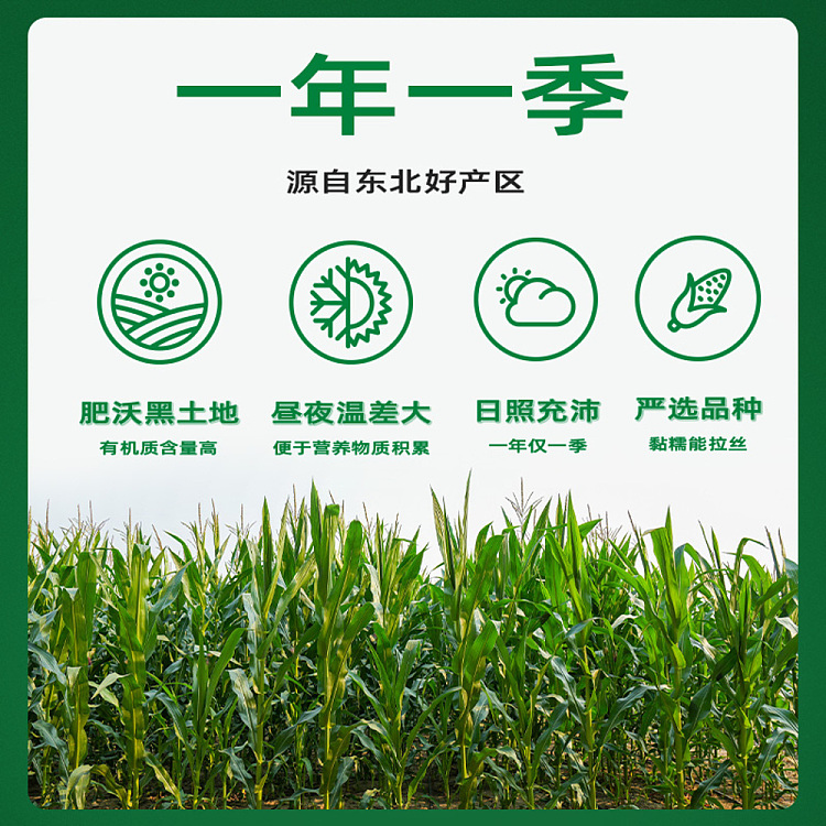 october-paddy-yellow-glutinous-corn-176kg-3