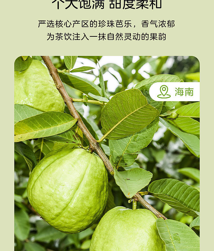 woji-xian-guava-lemon-green-tea-300-ml-x-3-cans-3