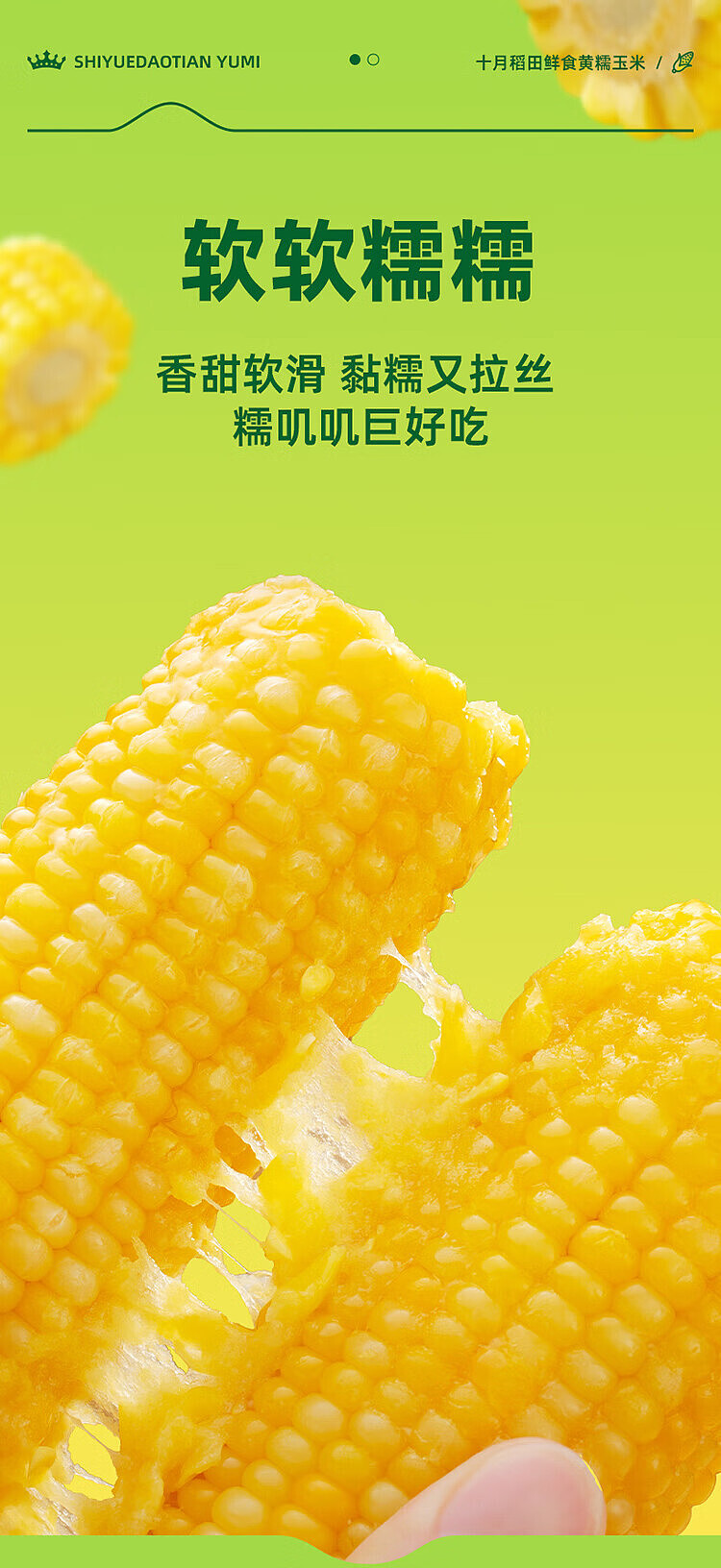 october-paddy-fresh-yellow-glutinous-corn-132kg-9