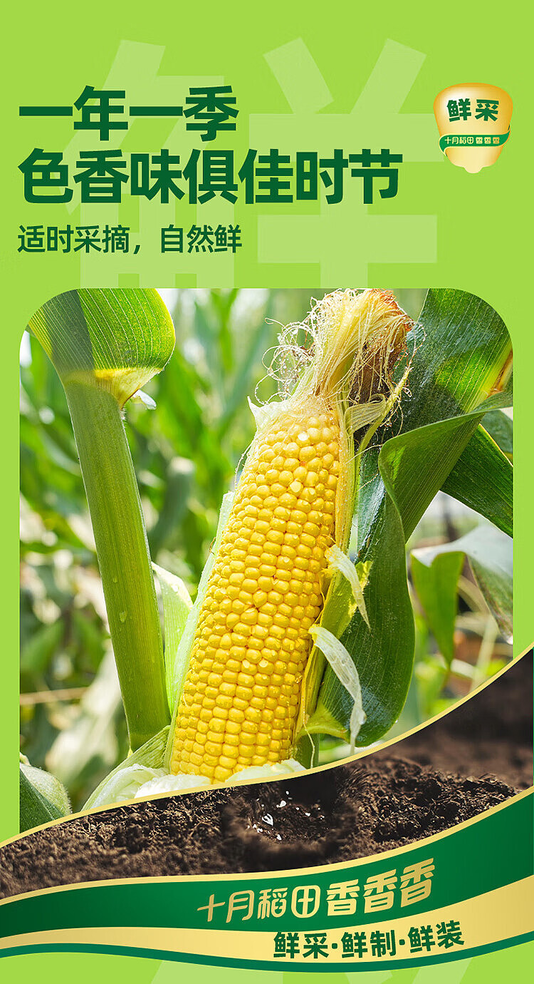 october-paddy-fresh-yellow-glutinous-corn-132kg-5