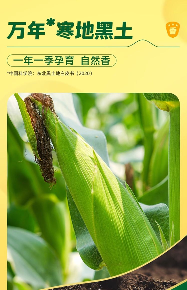 october-paddy-black-glutinous-corn-176kg-6