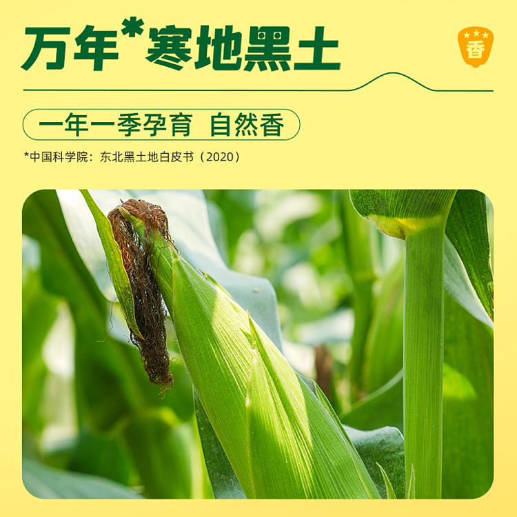 october-paddy-black-glutinous-corn-176kg-2