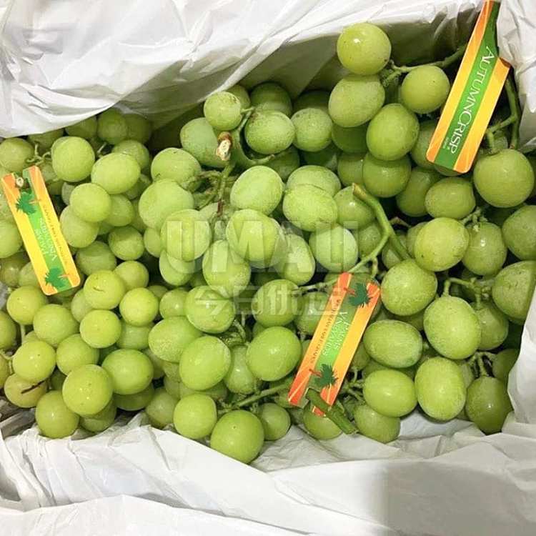 fresh-ufresh-haruko-grape-largest-size-about-1kg-1