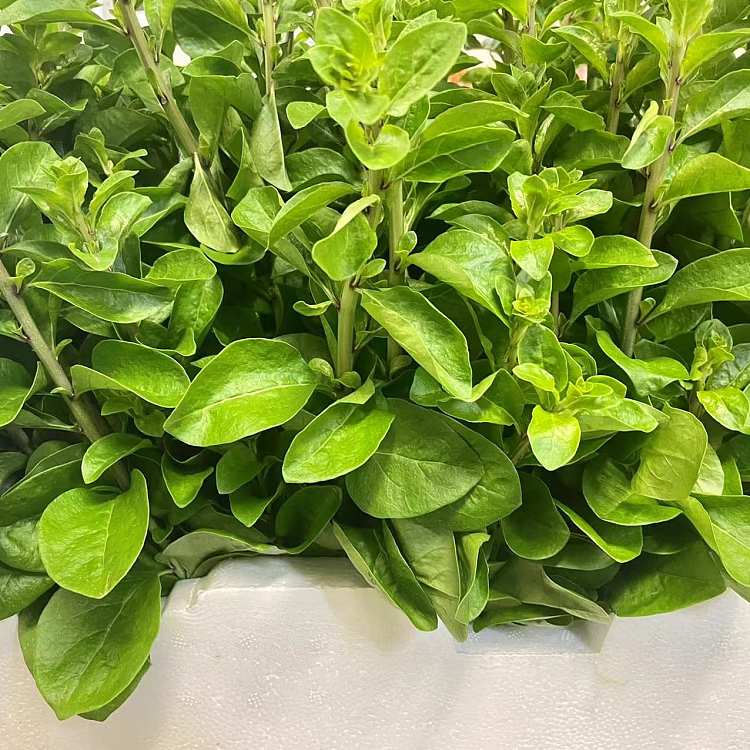 freshufresh-wolfberry-leaves-1-handful-2