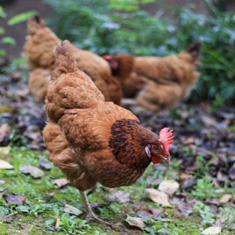 frozenchicken-woman-organic-old-chicken-about-1kg-without-head-and-feet-without-internal-organs-2