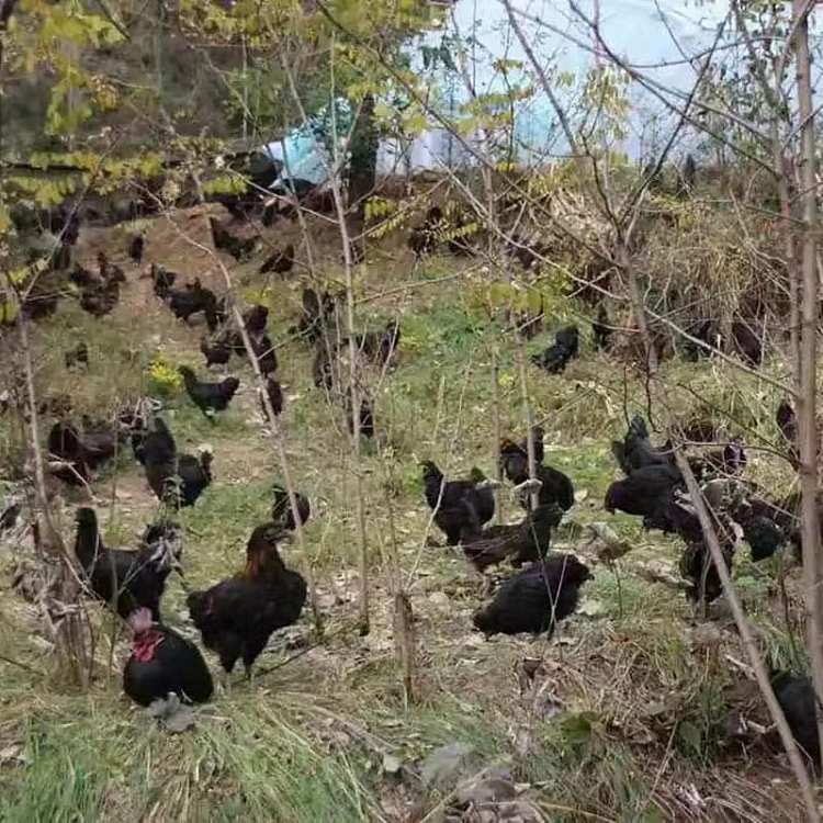 frozenchicken-woman-black-phoenix-chicken-650g-4