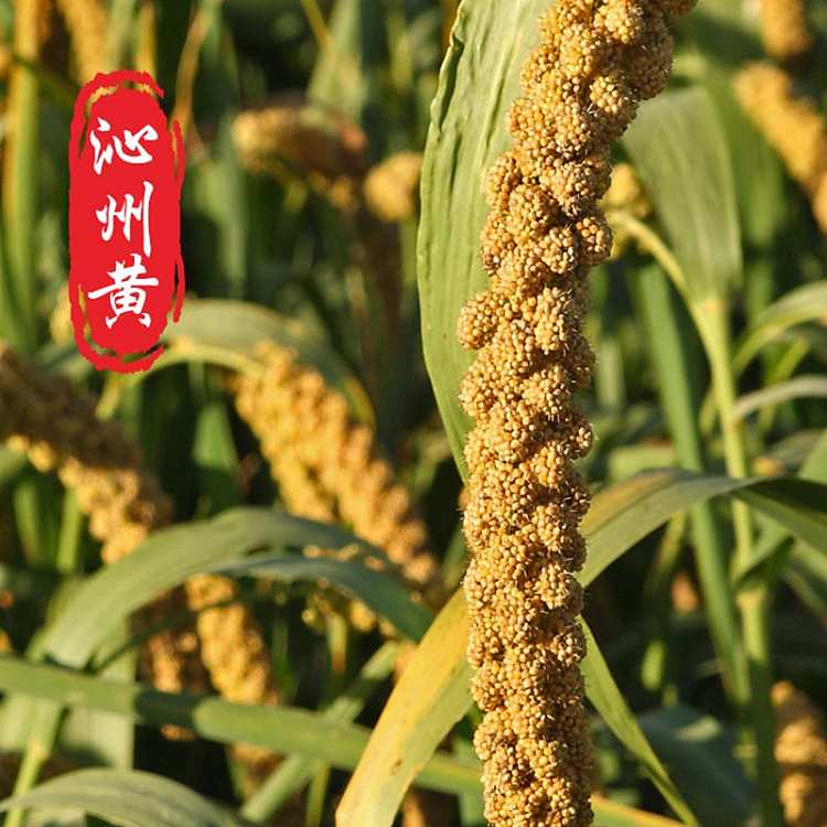 mountain-valley-grain-qinzhou-yellow-millet-500g-3