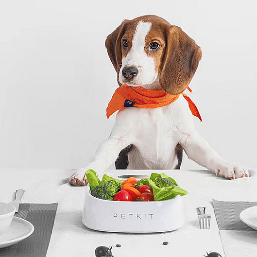 petkit-small-pei-intelligent-weighing-dog-and-cat-food-bowl-antibacterial-bowl-european-porcelain-white-2