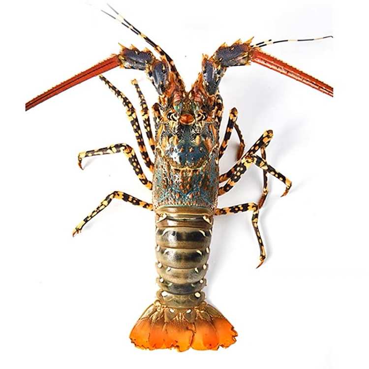 frozencheng-kee-frozen-queensland-fairview-flower-lobster-flower-dragon-a-about-800-900g-2